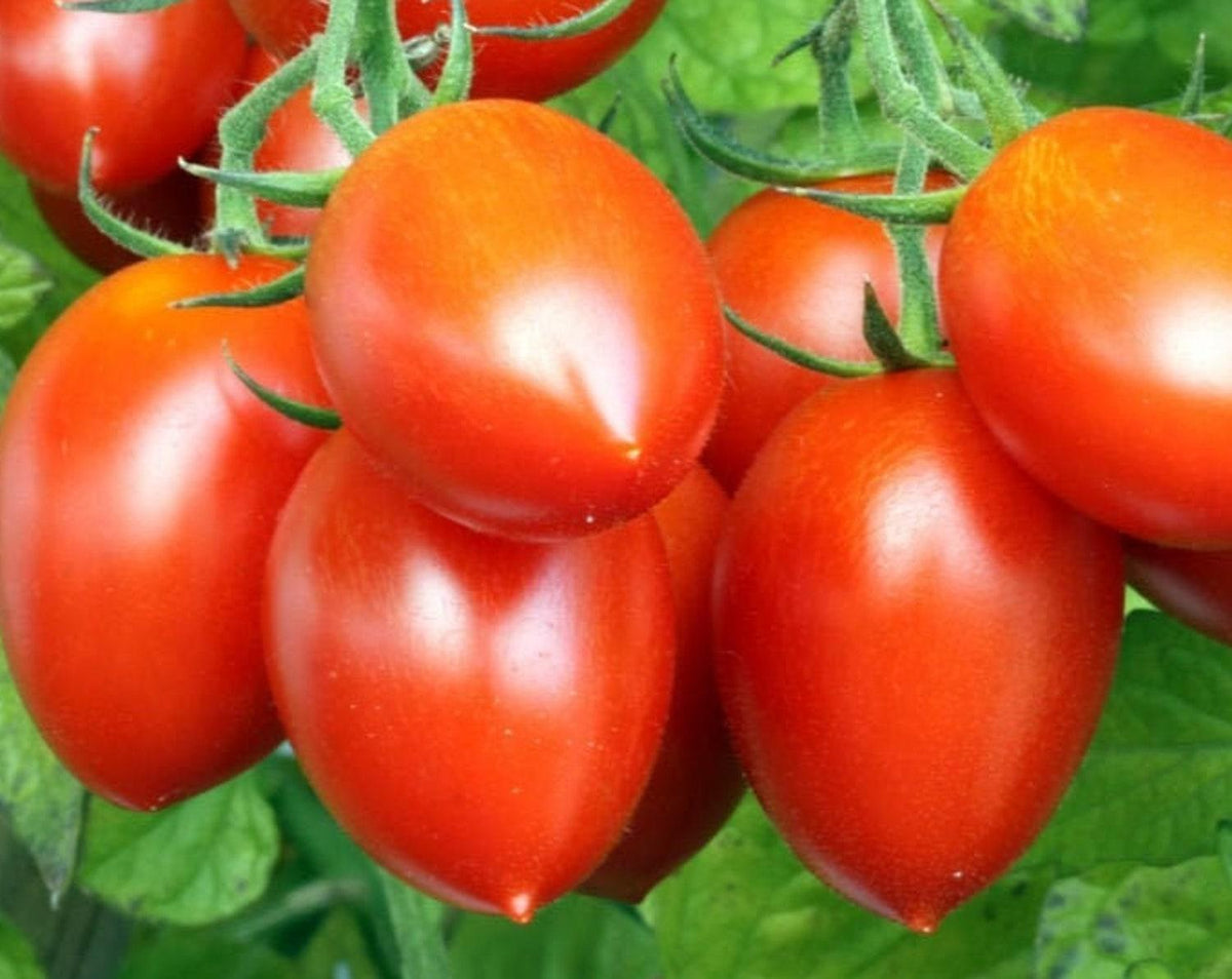 Roma Tomato Seeds Determinate Italian Plum Tomatoes Pomodoro Amish Pas 