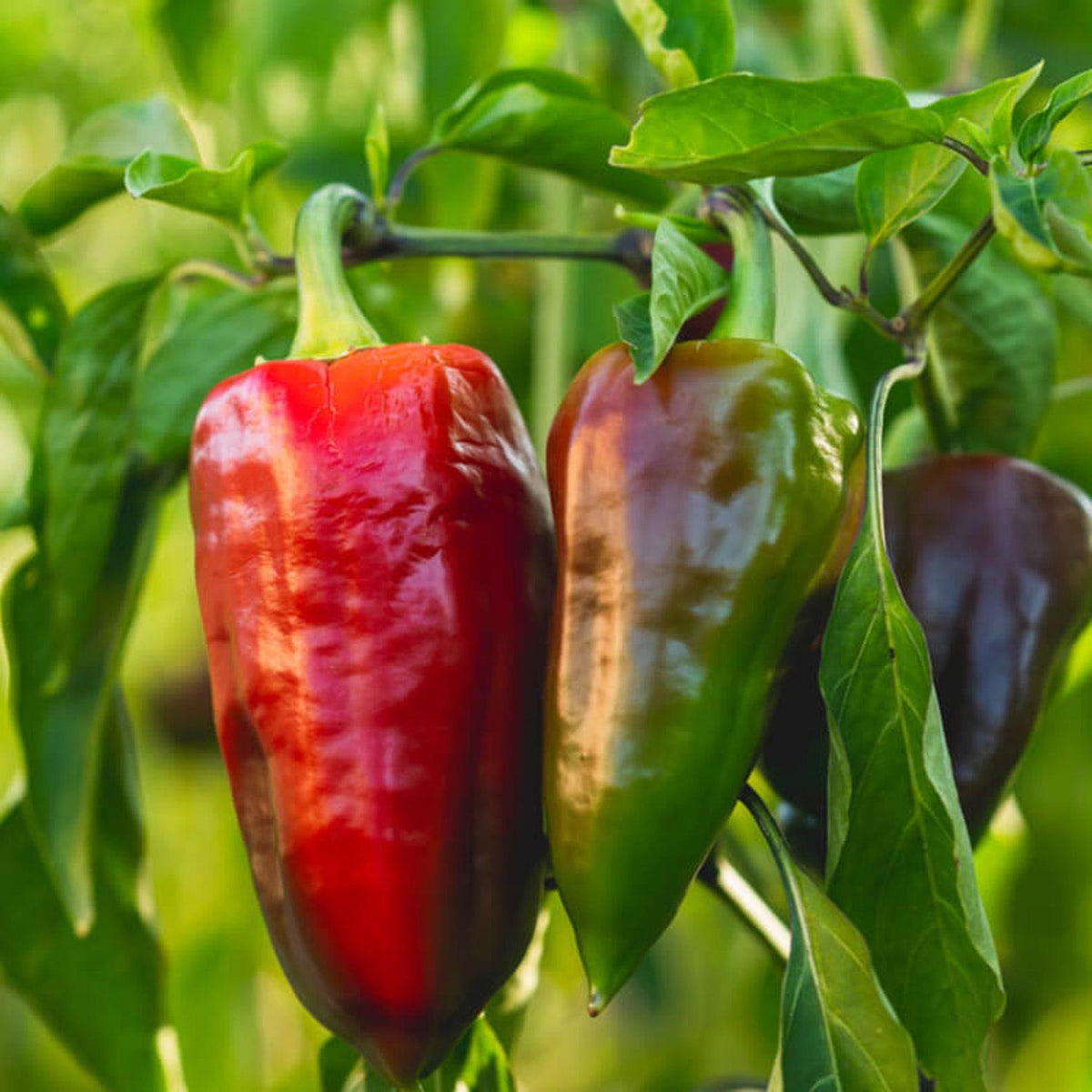 35+ Seeds Sweet Pepper Seeds Dulce De Espana, Capsicum Annuum - Perfec 