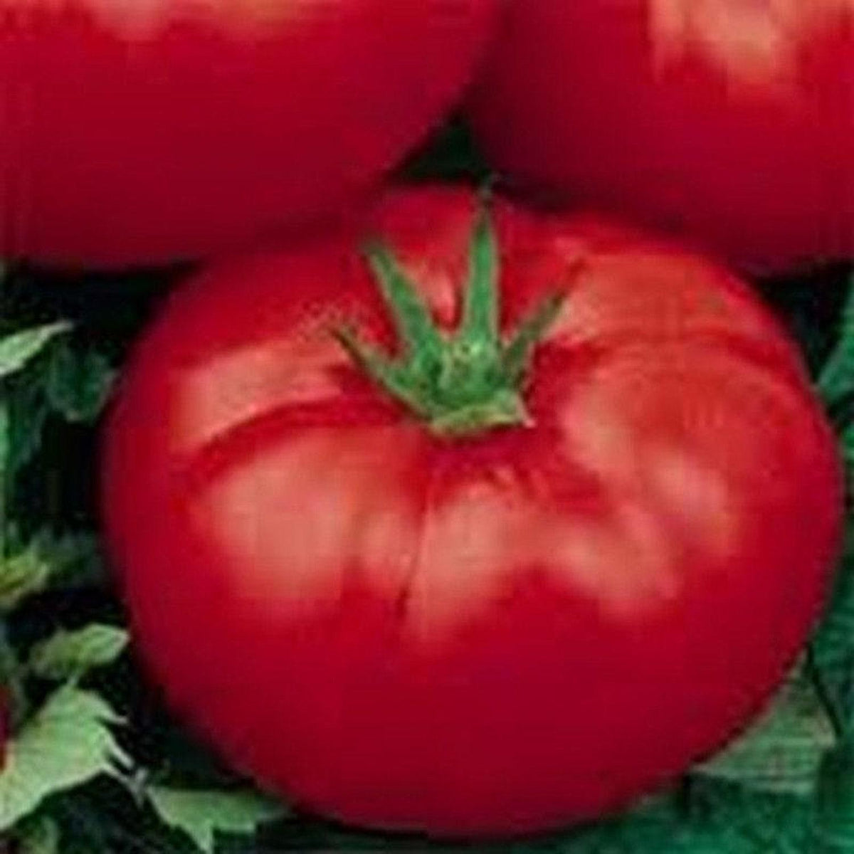 Wisconsin 55+ Seeds Tomato () Seeds - Perfect For Planting And Gifting 