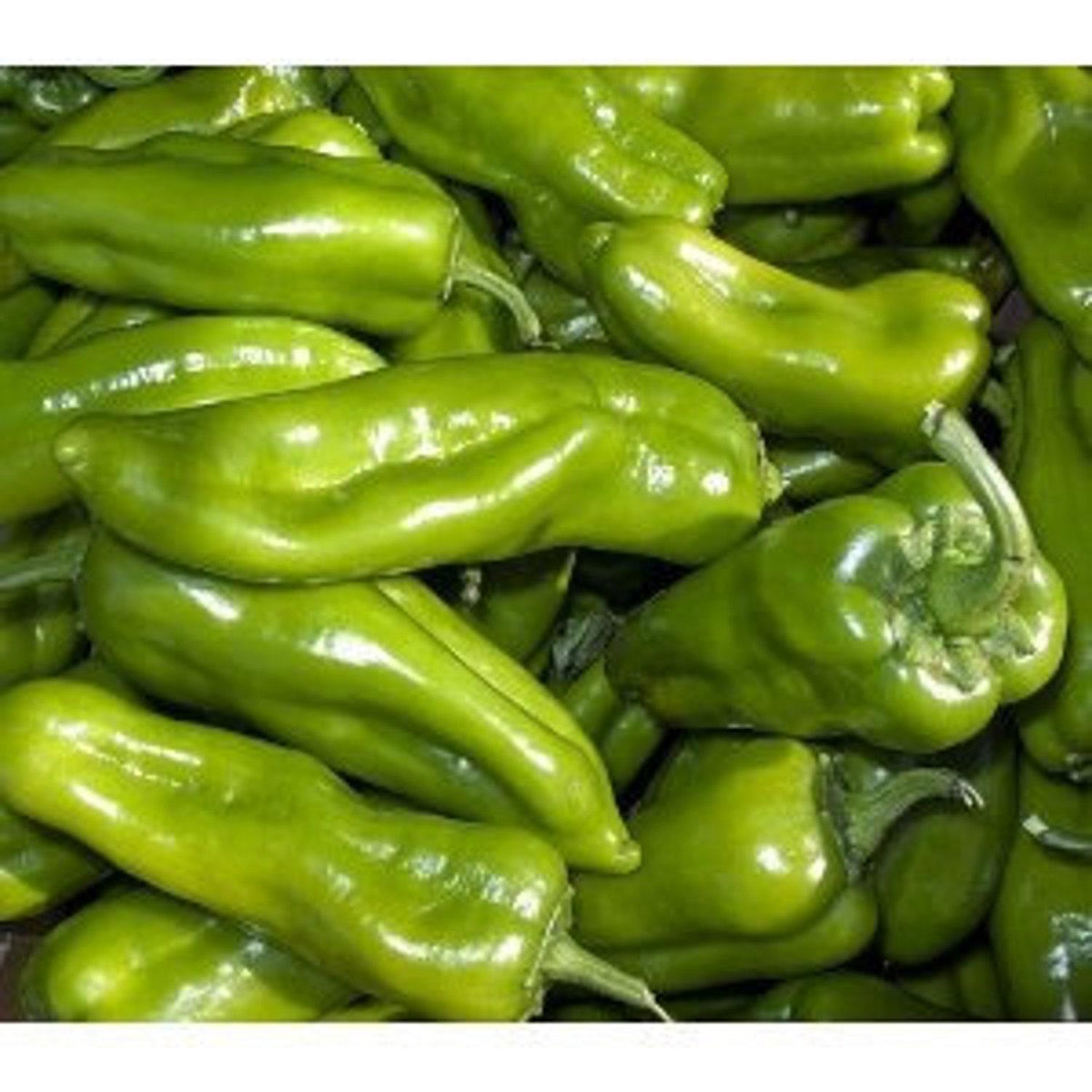 50+ Seeds Biscayne Pepper Capsicum Annuum Seeds - Perfect For Planting 