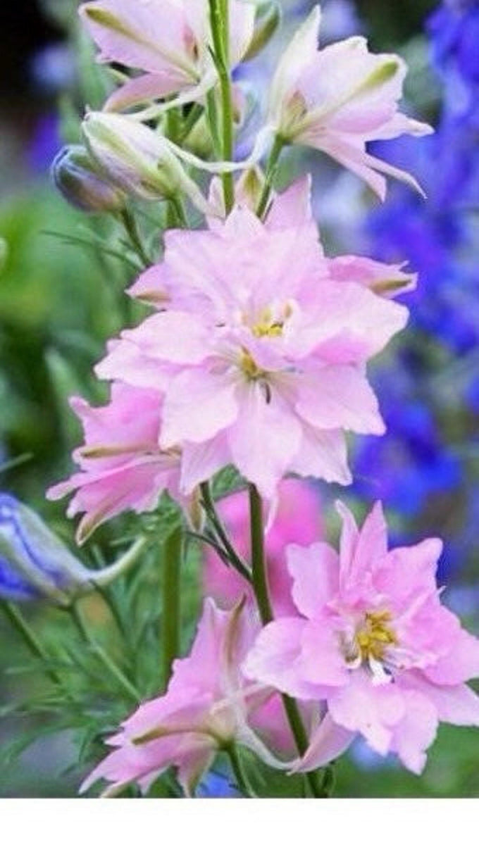 Pink Larkspur – Fable Flowers