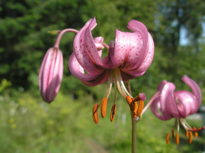 How to Plant Lily Flower Seeds A Comprehensive Guide to Cultivating Lilies in Your Garden