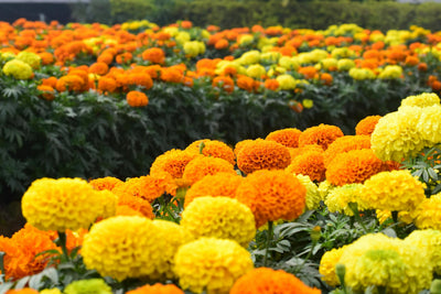 How to Plant Marigold Seeds A Comprehensive Guide