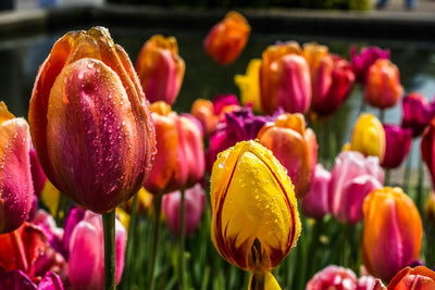 Planting Tulip Seeds