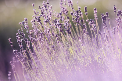 Sowing Violet Seeds A Comprehensive Guide to Cultivating Enchanting Violet Blooms