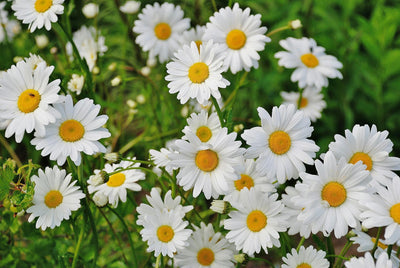 How to Plant Daisy Seeds Varieties and Factors for Successful Germination