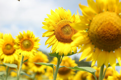 How to Plant Sunflower Seeds A Comprehensive Guide