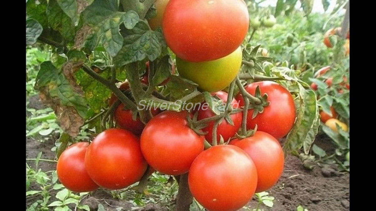 Tomato Seeds Tomato Gina 100+ Seeds Ukrainian Organic Seeds Sw - Perfe 