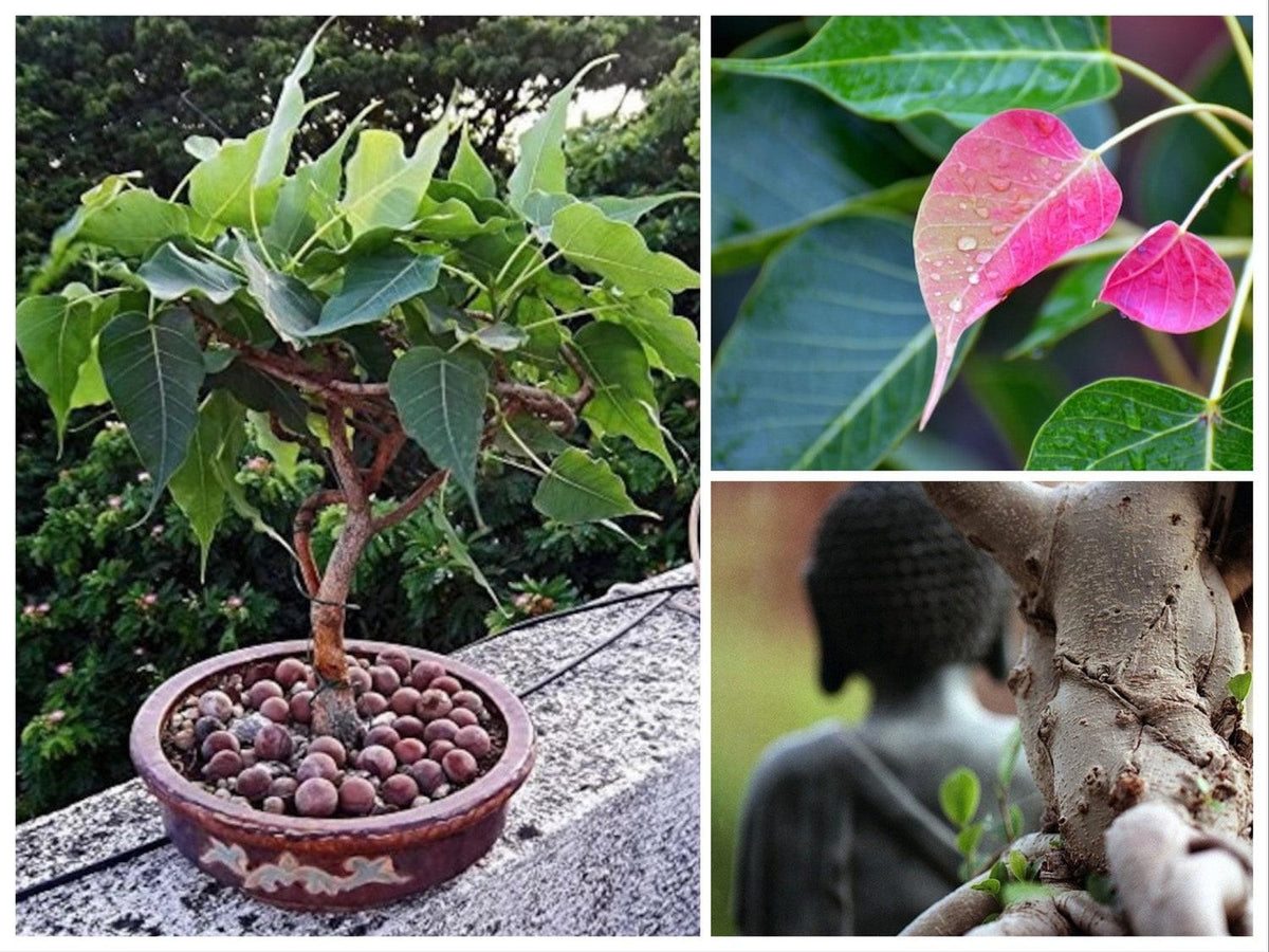 100+ Seeds Sacred Fig Bonsai Seeds, Buddha Tree, Peepal, Bodhi, Fic Re ...