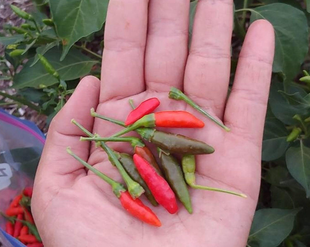 50+ Seeds Thai Garden Bird Pepper Seed Prik Kee Nu Saun - Perfect for ...