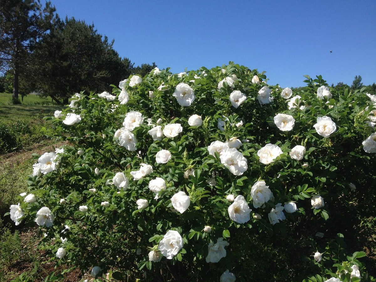 Japanese White Rose Ruguosa Bh 35+ Seeds - Perfect for Planting and Gi ...