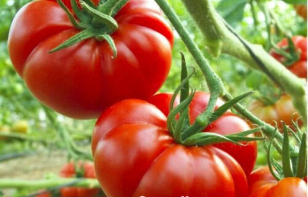 Vegetable Tomato Marmande 100+ Seeds Beefsteak Tomato Semi Bh - Perfec ...