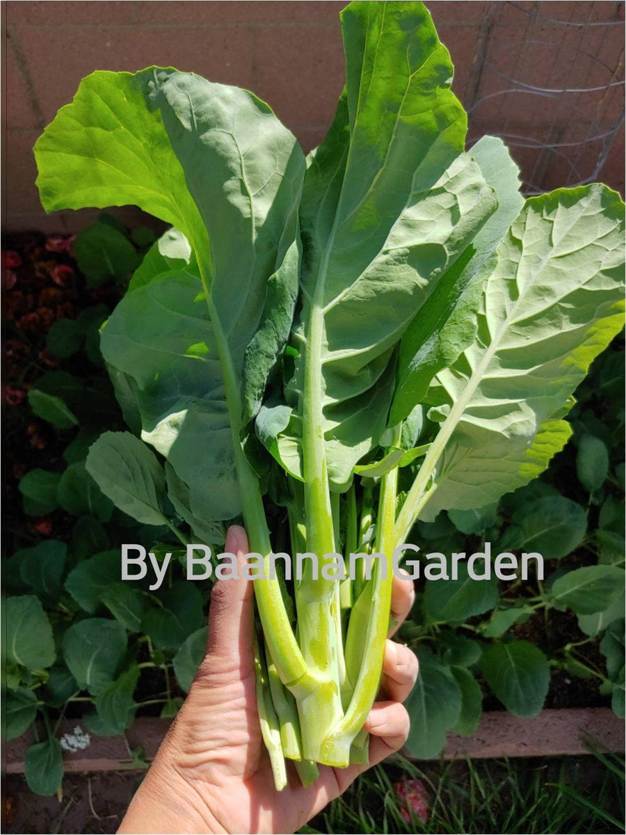 100+ Seeds Kale Seed Gai Lan Seed Kai Lan Seed Broccoli Seed - Perfect ...