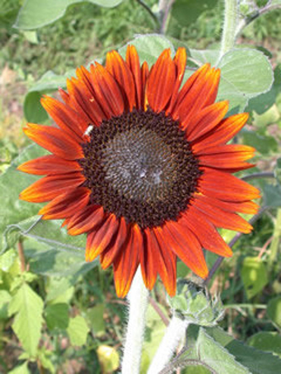 35+ Seeds Terracotta Sunflower Seeds Beautiful And Rare - Perfect for ...